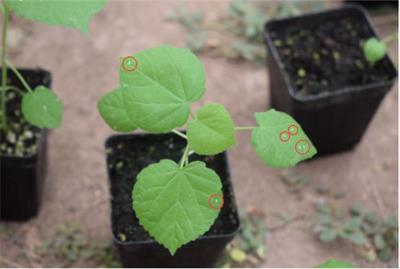 S-ResNet: An improved ResNet neural model capable of the identification of small insects
